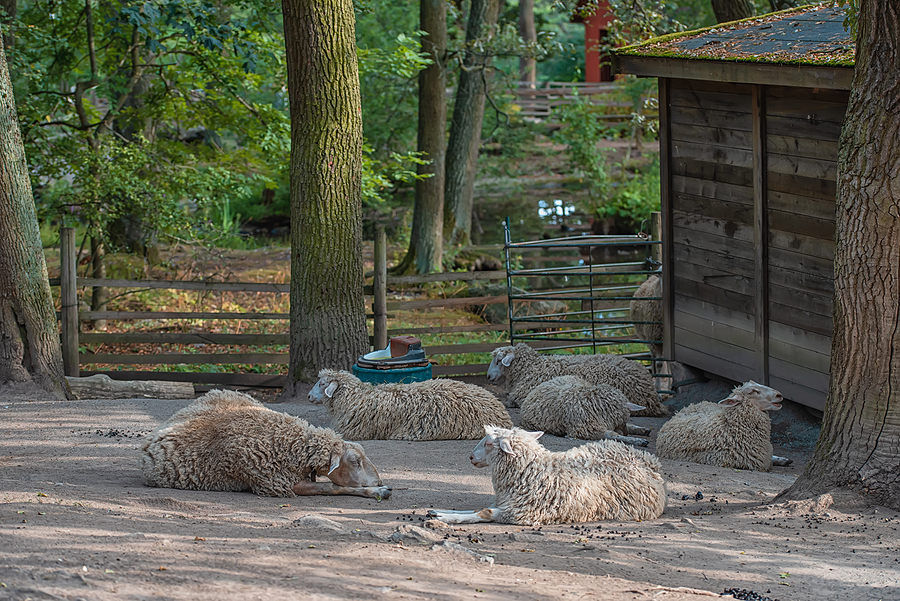 Three sheep in a farm