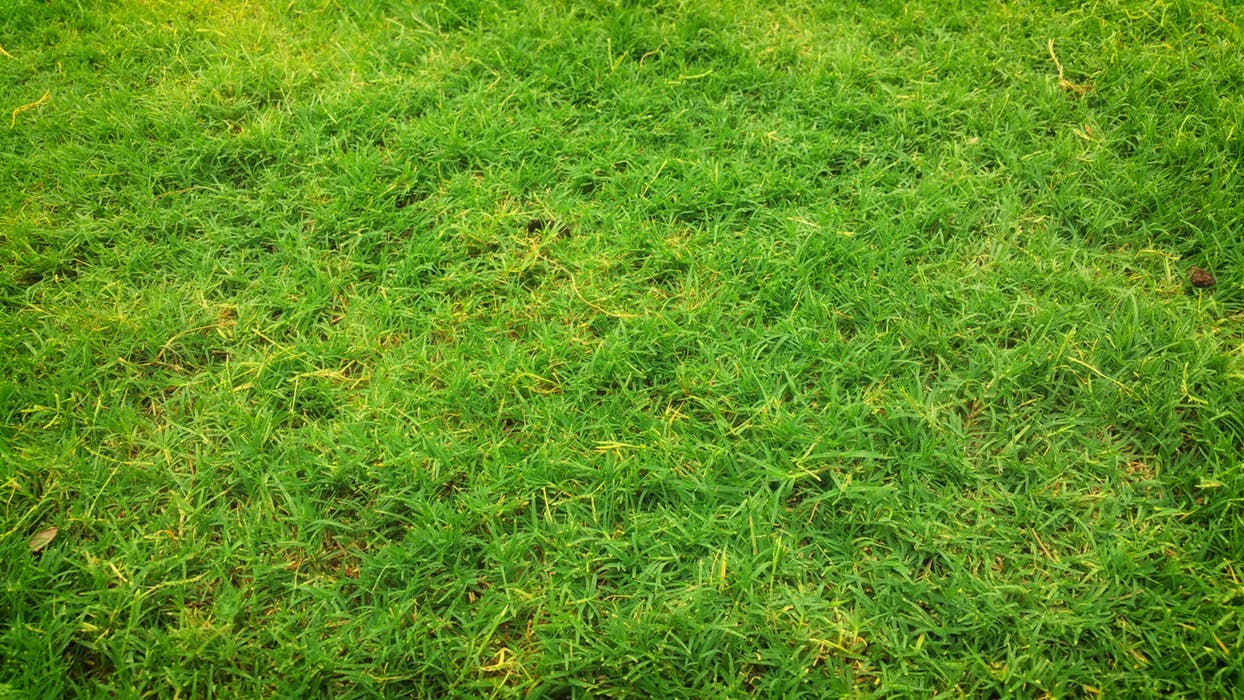 quality artificial turf in Sydney